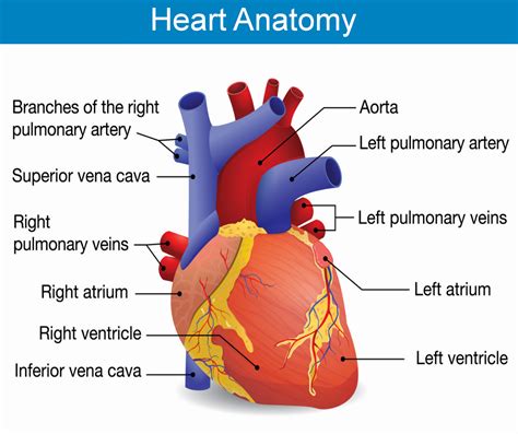 revisiting cardiac anatomy revisiting cardiac anatomy Reader